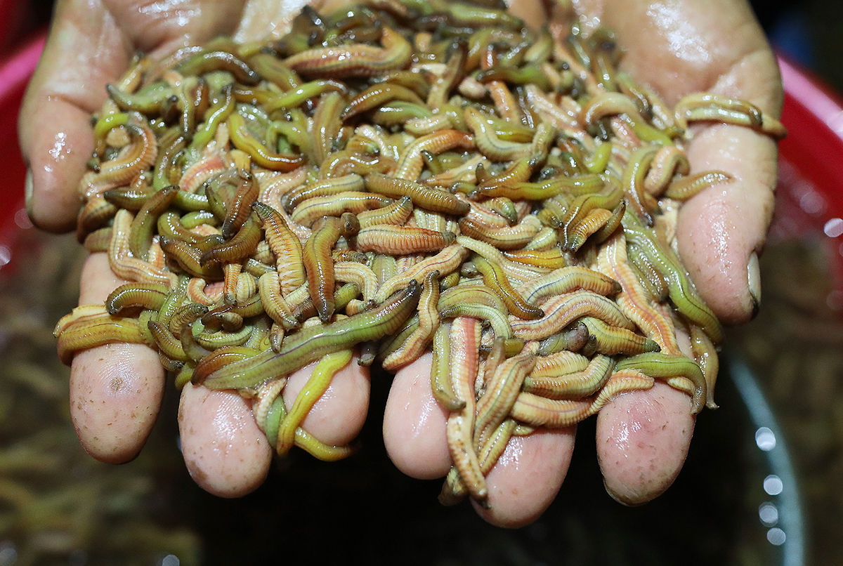 Hình ảnh về con rươi Hình ảnh về con rươi