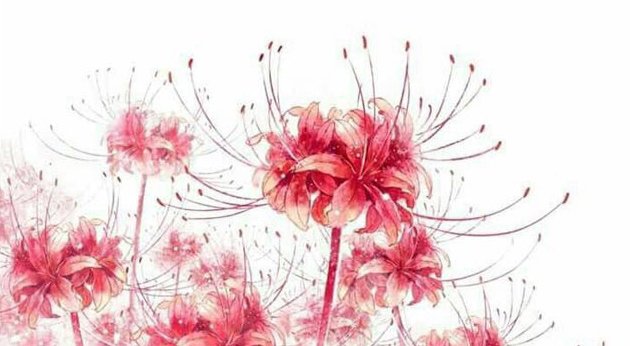 Ảnh hoa bỉ ngạn buồn 6