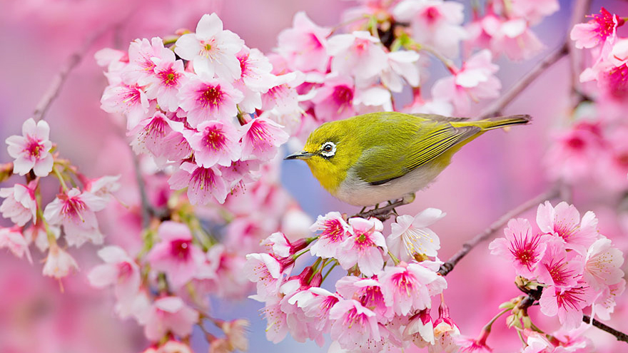 Xuân phân là gì?