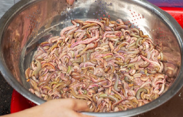 Cách chế biến rươi đúng cách