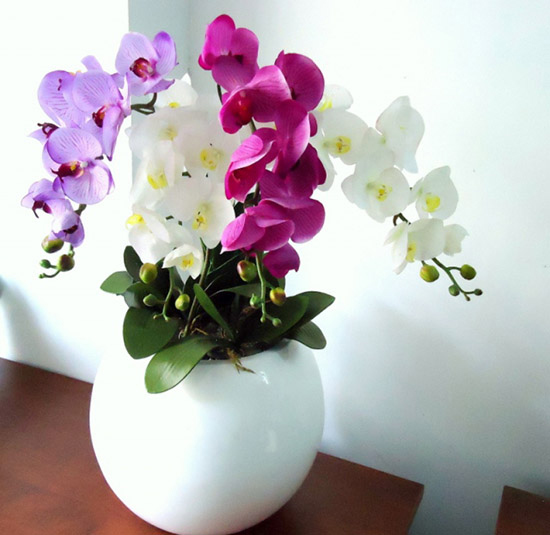 Ý nghĩa của hoa lan hồ điệp Ý nghĩa của hoa lan hồ điệp
