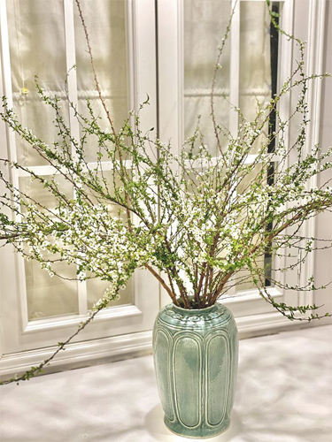 Cách cắm hoa tuyết mai Cách cắm hoa tuyết mai