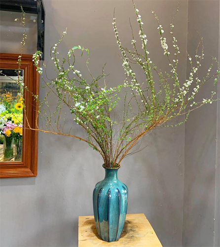 Cách cắm hoa tuyết mai Cách cắm hoa tuyết mai