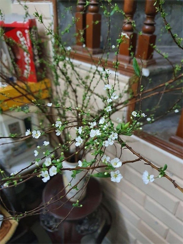 Cách cắm hoa tuyết mai Cách cắm hoa tuyết mai