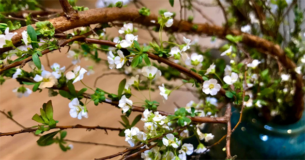 Hoa tuyết mai có ý nghĩa gì Hoa tuyết mai có ý nghĩa gì