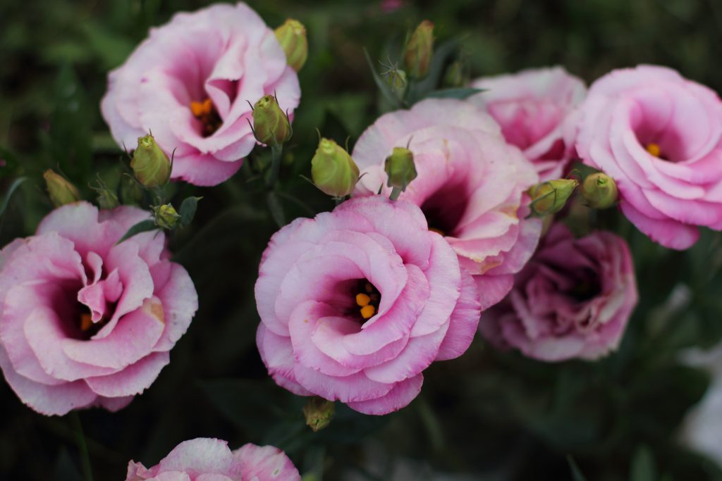 Ý nghĩa hoa cát tường Ý nghĩa hoa cát tường