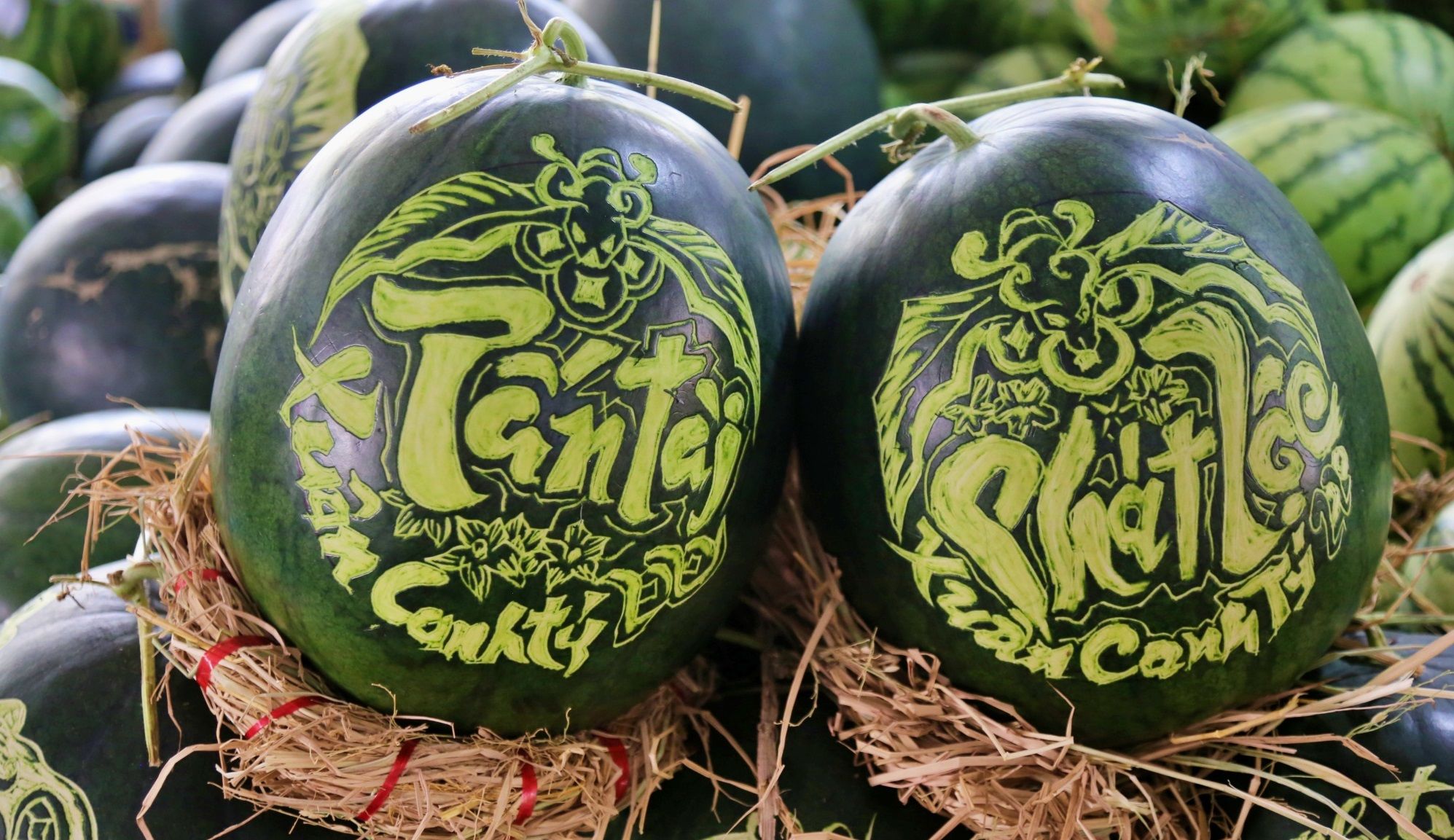 Cách tỉa dưa hấu ngày Tết Cách tỉa dưa hấu ngày Tết