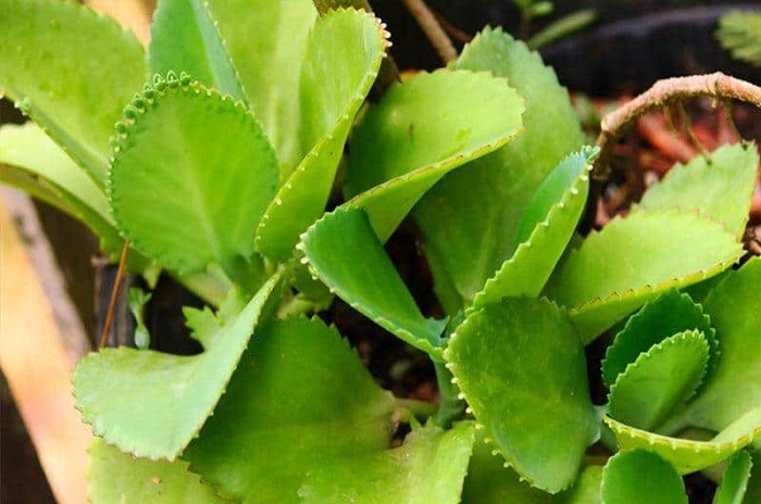 Cây sống đời là cây gì? Cây sống đời là cây gì?