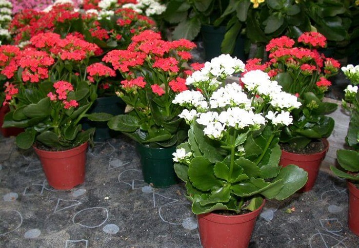 Cây sống đời để trong nhà có tốt không? Cây sống đời để trong nhà có tốt không?