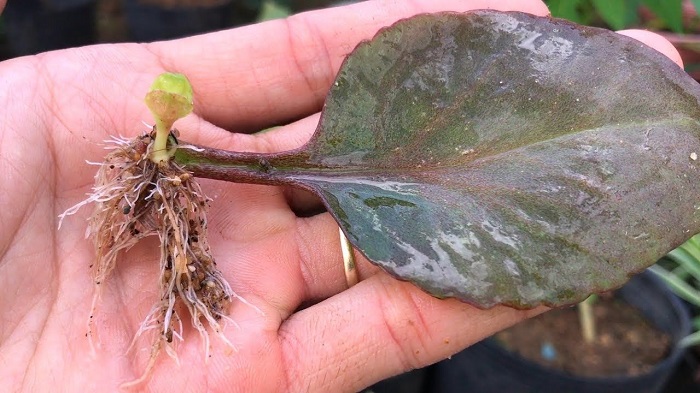 Cách trồng cây sống đời Cách trồng cây sống đời