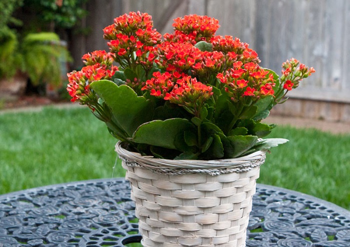 Cách chăm sóc cây sống đời Cách chăm sóc cây sống đời