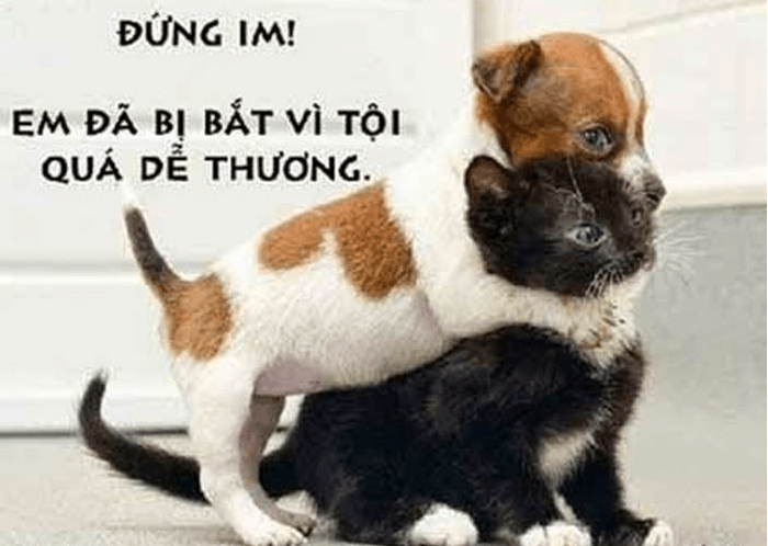 Ảnh chế hài hước về tình yêu giai đoạn tán tỉnh