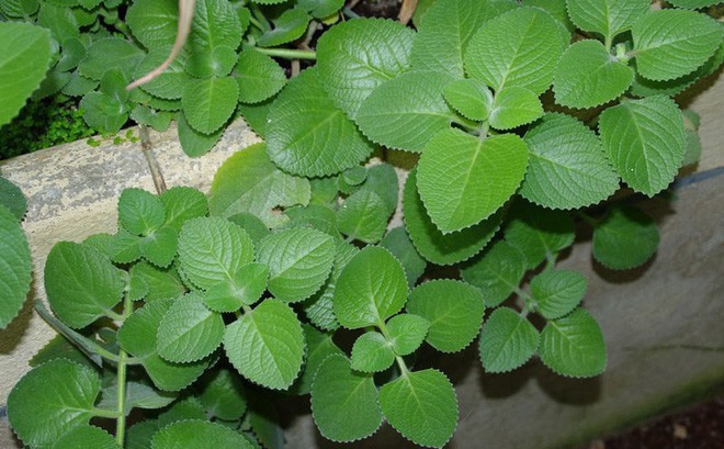 Tác dụng của cây húng chanh