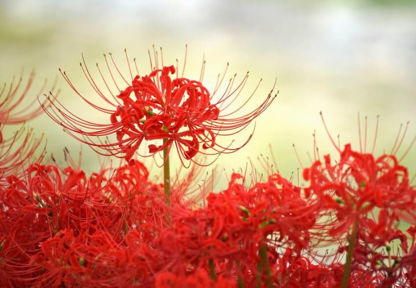 Hình xăm hoa bỉ ngạn có ý nghĩa gì?