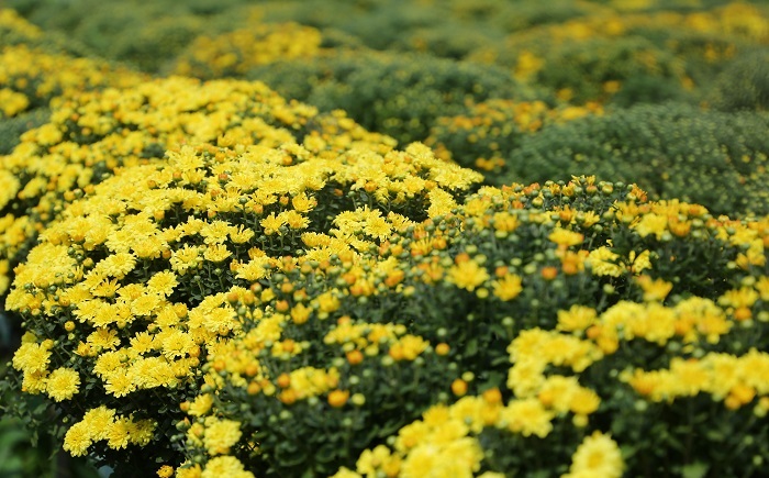 Hình ảnh hoa cúc mâm xôi đẹp nhất Hình ảnh hoa cúc mâm xôi đẹp nhất