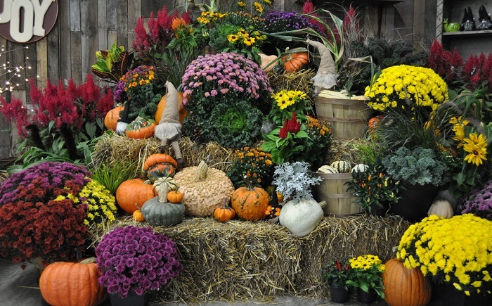 Hình ảnh hoa cúc mâm xôi đẹp nhất Hình ảnh hoa cúc mâm xôi đẹp nhất