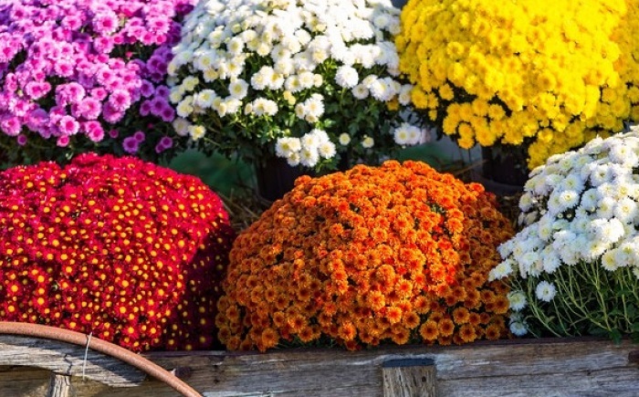 Hình ảnh hoa cúc mâm xôi đẹp nhất Hình ảnh hoa cúc mâm xôi đẹp nhất