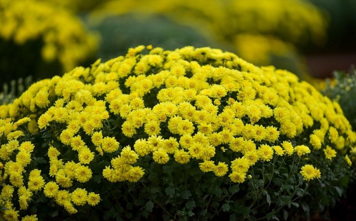 Hình ảnh hoa cúc mâm xôi đẹp nhất Hình ảnh hoa cúc mâm xôi đẹp nhất