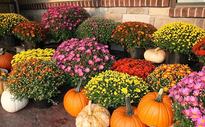 Hình ảnh hoa cúc mâm xôi đẹp nhất Hình ảnh hoa cúc mâm xôi đẹp nhất