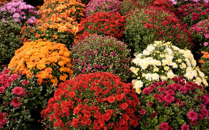 Hình ảnh hoa cúc mâm xôi đẹp nhất Hình ảnh hoa cúc mâm xôi đẹp nhất