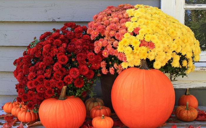 Hoa cúc mâm xôi đỏ đẹp nhất Hoa cúc mâm xôi đỏ đẹp nhất