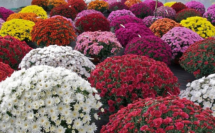 Hoa cúc mâm xôi trắng đẹp nhất Hoa cúc mâm xôi trắng đẹp nhất