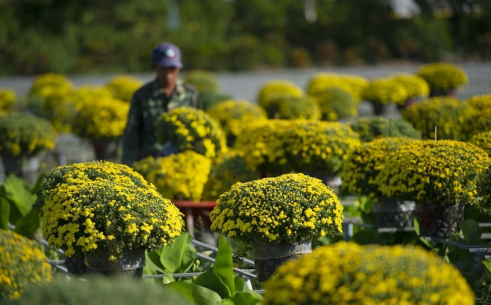 Hoa cúc mâm xôi là gì? Hoa cúc mâm xôi là gì?