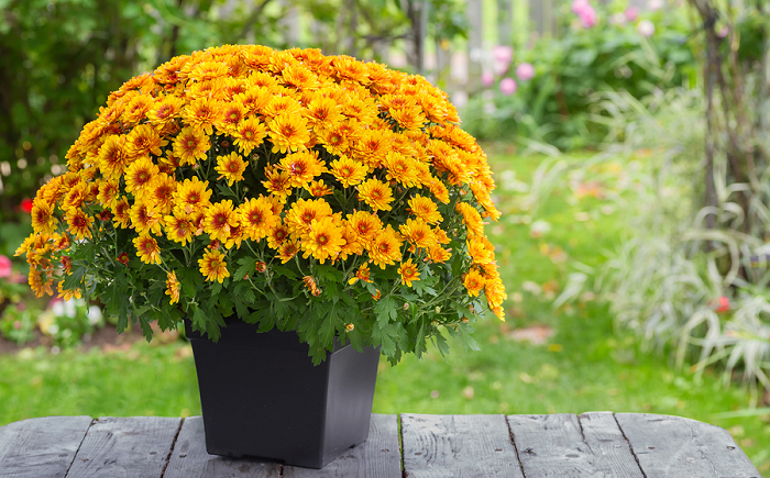 Chậu cúc mâm xôi đẹp Chậu cúc mâm xôi đẹp