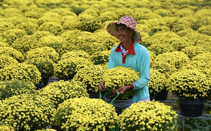 Cúc mâm xôi vàng đẹp Cúc mâm xôi vàng đẹp