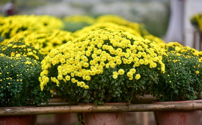 Ảnh cúc mâm xôi đẹp nhất Ảnh cúc mâm xôi đẹp nhất