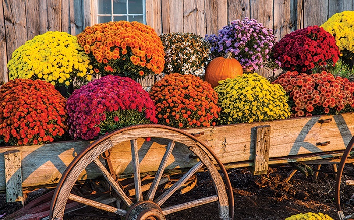 Cúc mâm xôi đẹp nhất Cúc mâm xôi đẹp nhất