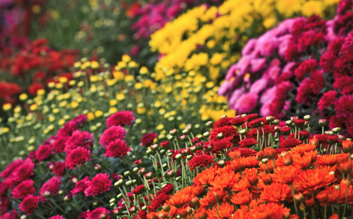 Ảnh cúc mâm xôi đẹp nhất Ảnh cúc mâm xôi đẹp nhất