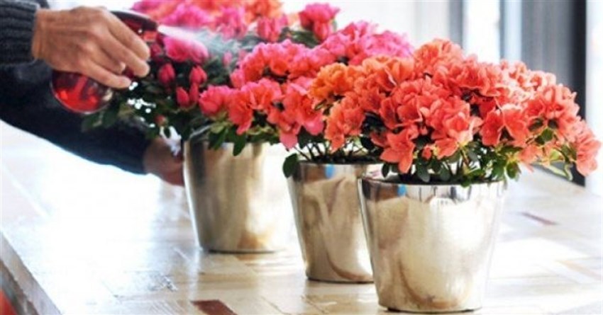 Ý nghĩa hoa đỗ quyên là gì? Cách trồng và chăm sóc hoa đỗ quyên