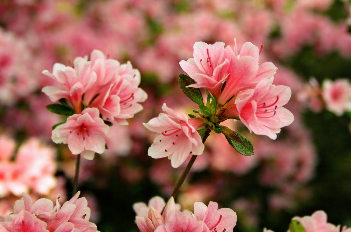 Ý nghĩa hoa đỗ quyên Ý nghĩa hoa đỗ quyên