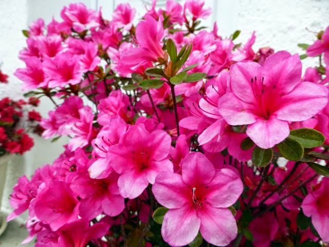 Ý nghĩa của hoa đỗ quyên là gì? Ý nghĩa của hoa đỗ quyên là gì?