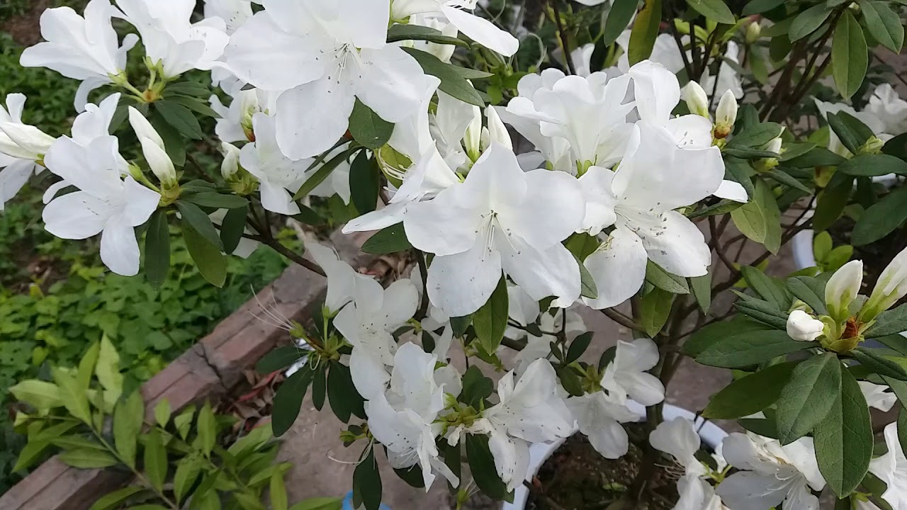 Cách trồng bông đỗ quyên Cách trồng bông đỗ quyên