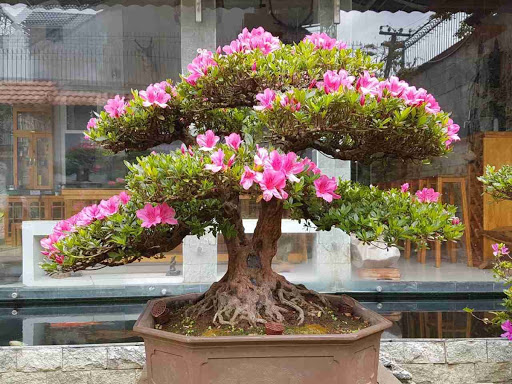 Cây đỗ quyên bonsai Cây đỗ quyên bonsai