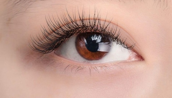 Nối mi chồn Nối mi chồn