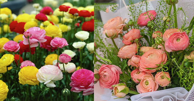 Tìm hiểu về hoa mao lương Tìm hiểu về hoa mao lương