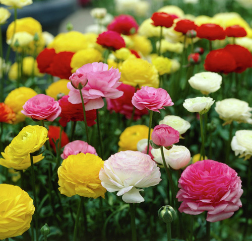 Cách trồng hoa mao lương Cách trồng hoa mao lương