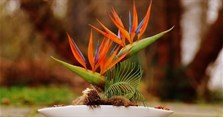 Ý nghĩa hoa thiên điểu là gì? Cách cắm hoa thiên điểu đẹp, độc đáo, sang nhà