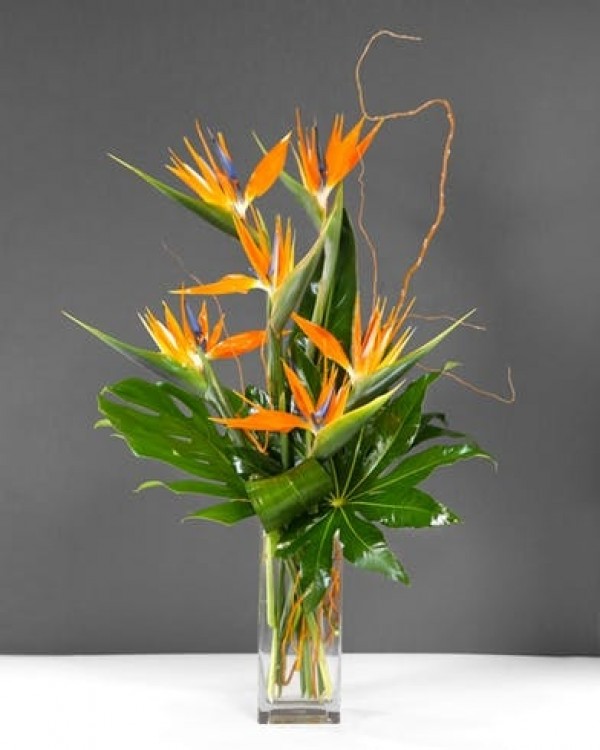 Cắm hoa thiên điểu đẹp