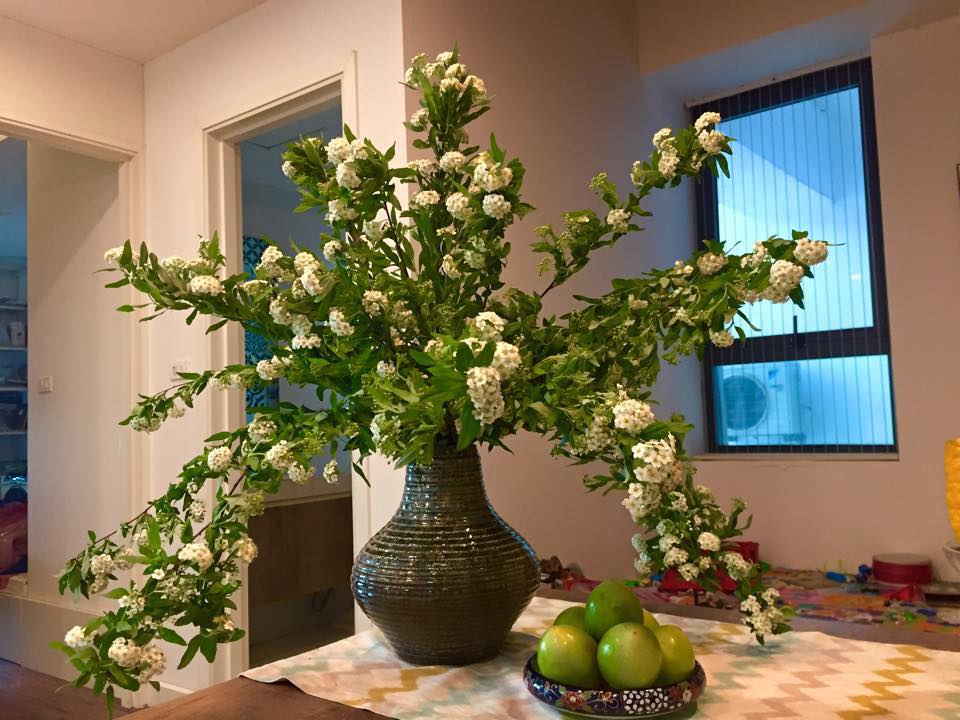 Hoa tiểu túc cầu nở tháng mấy?