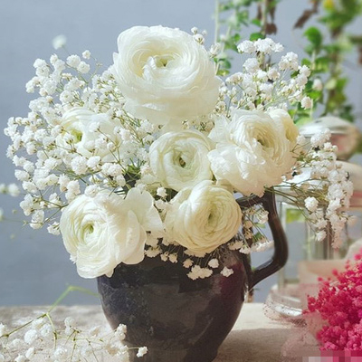 Cắm hoa mao lương trắng Cắm hoa mao lương trắng