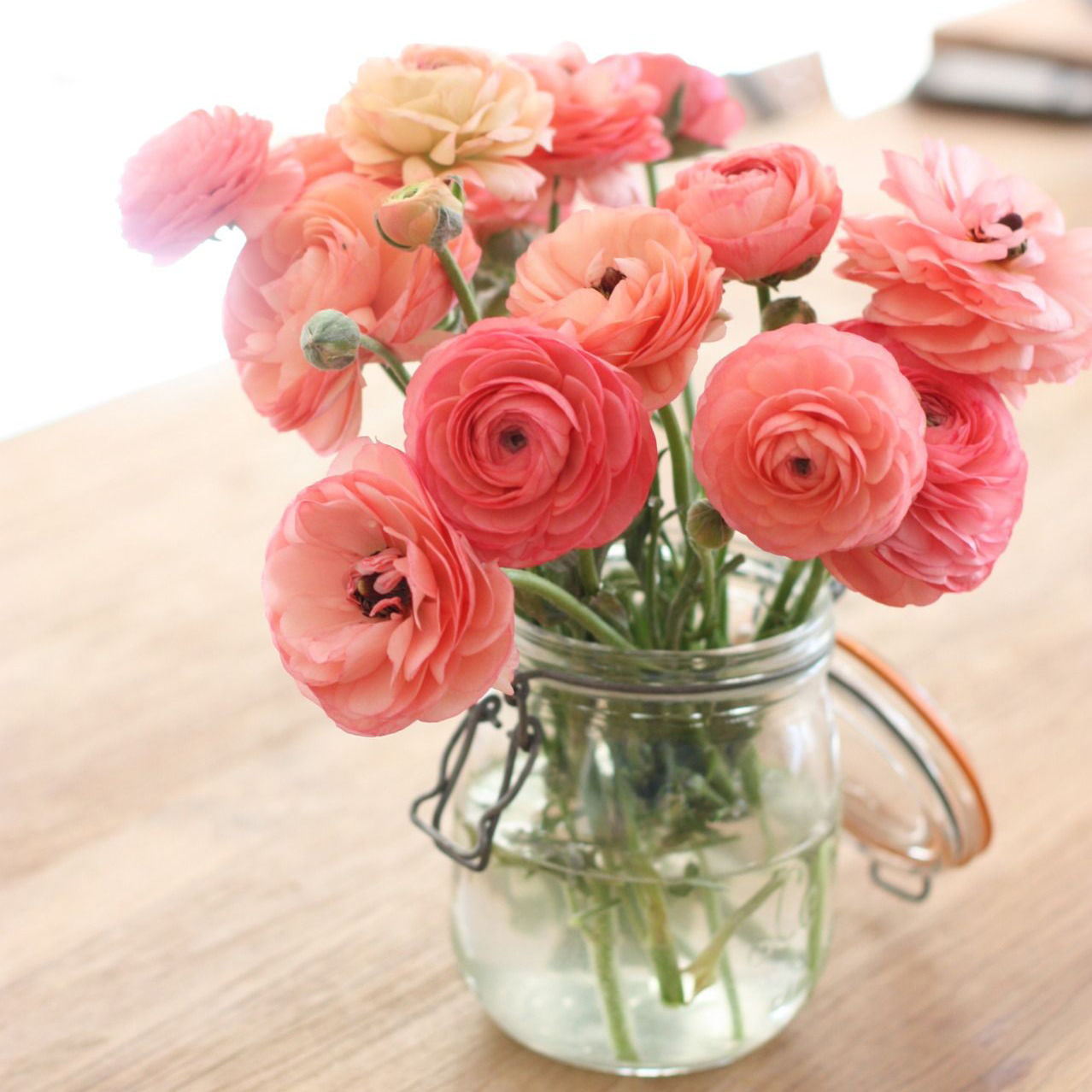 Cách cắm hoa mao lương hồng Cách cắm hoa mao lương hồng