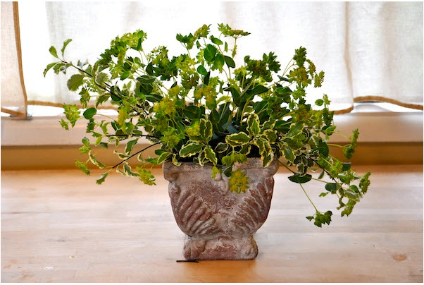 Cách cắm hoa mao lương đơn giản Cách cắm hoa mao lương đơn giản