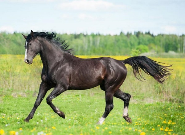 Gia chủ tuổi Canh Ngọ chọn người xông đất 2022 Gia chủ tuổi Canh Ngọ chọn người xông đất 2024