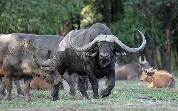 Gia chủ tuổi Ất Sửu chọn người xông đất 2024 Gia chủ tuổi Ất Sửu chọn người xông đất 2024