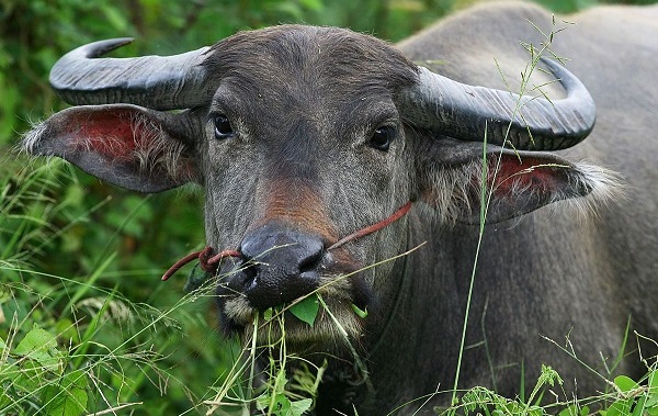 Gia chủ tuổi Đinh Sửu chọn người xông đất 2024 Gia chủ tuổi Đinh Sửu chọn người xông đất 2024