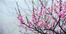 Mồng 1 hay mùng 1? Gọi mùng hay mồng mới đúng?